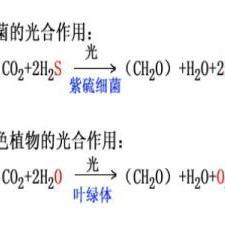光合作用反應式