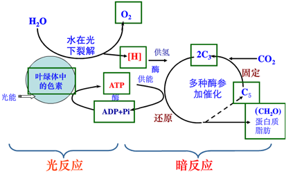 在光合作用和呼吸作用過程中.氧元素的去向正確的是( )A.H2O--C6H12O6--CO2B.H2O--C6H12O6--H2OC.H2O--O2--CO2D.H2O--O2--H2O 題目和參考答案