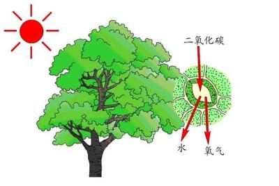 科學(xué)家修復(fù)光合作用&ldquo;自然缺陷&rdquo;,提升了作物40%產(chǎn)量