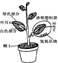為探究綠色植物進行光合作用的條件,某同學(xué)選擇一種盆栽的 銀心 黃楊作為實驗材料,該植物葉片的綠色部