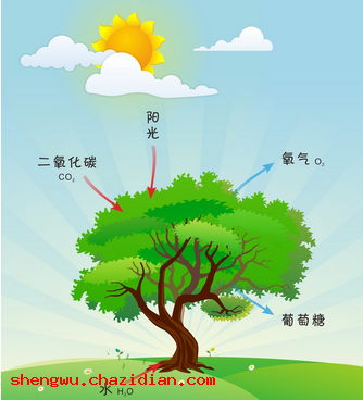 植物的光合作用簡介