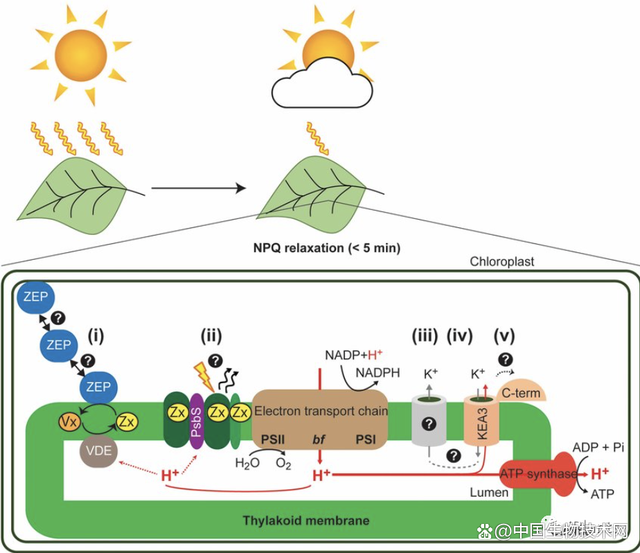 提高光合作用效率 大豆無肥增產20%的關鍵路徑
