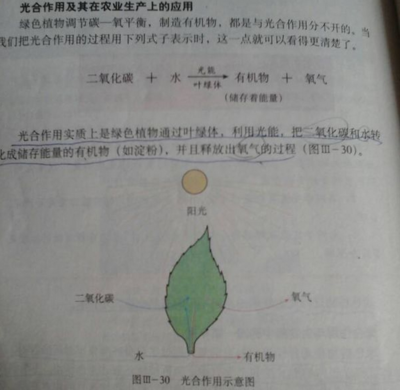 掐指一算，多肉臭美的日子可能不多了！光合作用的秘密與多肉植物的生存智慧